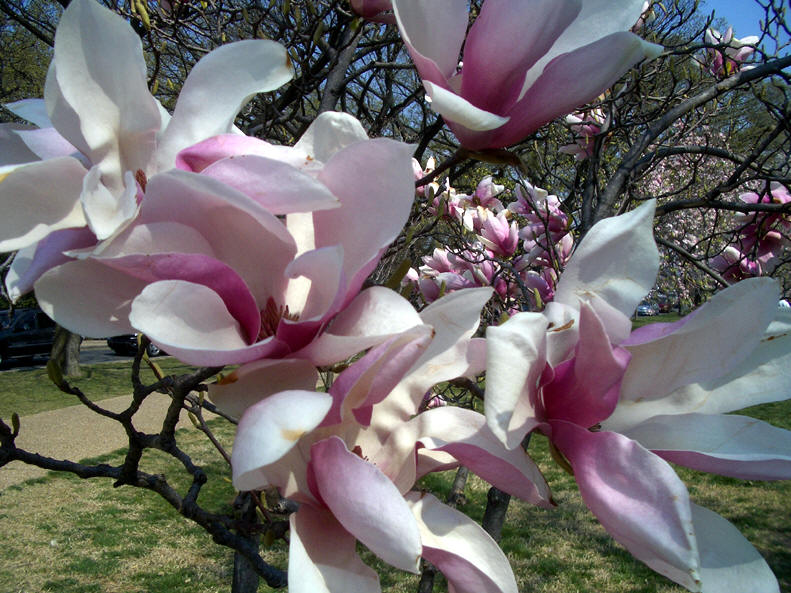 magnolia tree blossom. MAGNOLIA TREE BLOSSOMS PHOTO